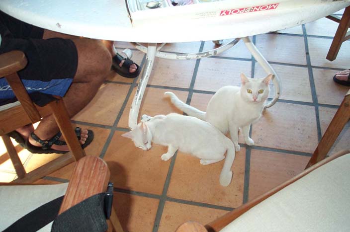 2 cats