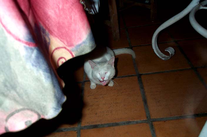 Cat2