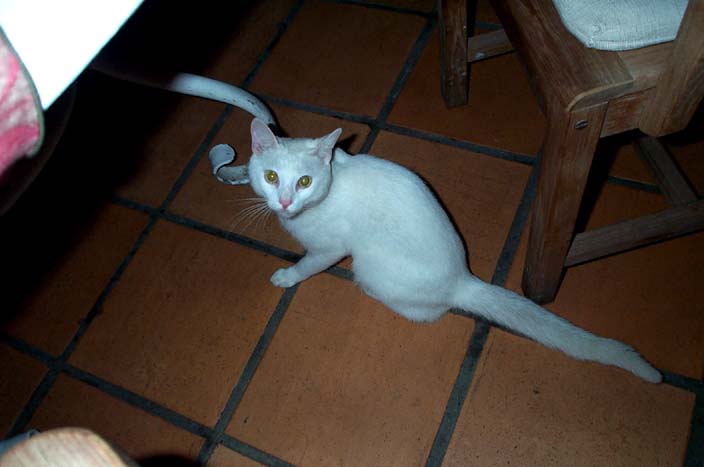 cat