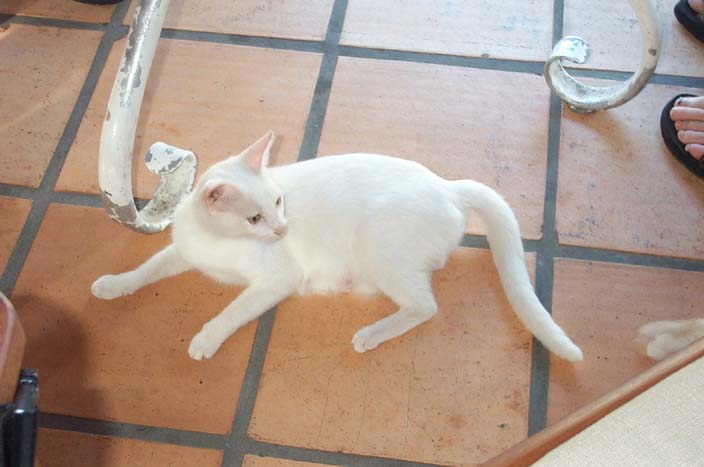 white cat