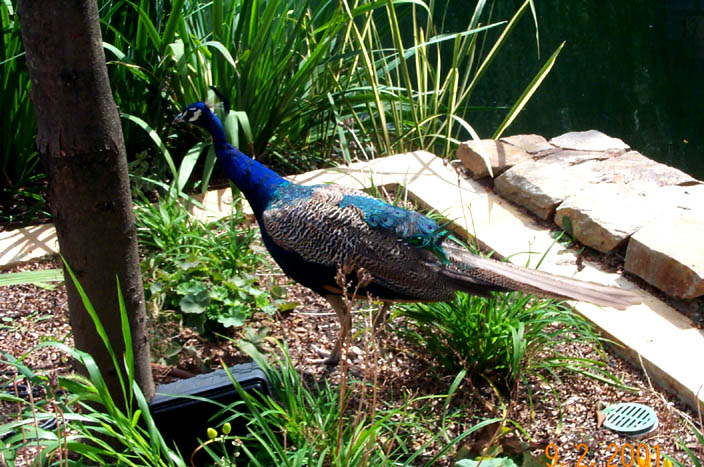 31peacock